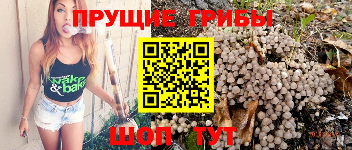 Ачхой-Мартан  Псилоцибиновые грибы MAGIC MUSHROOMS  Галлюциногенные грибы Psilocybine cubensis  Вход с VPN 